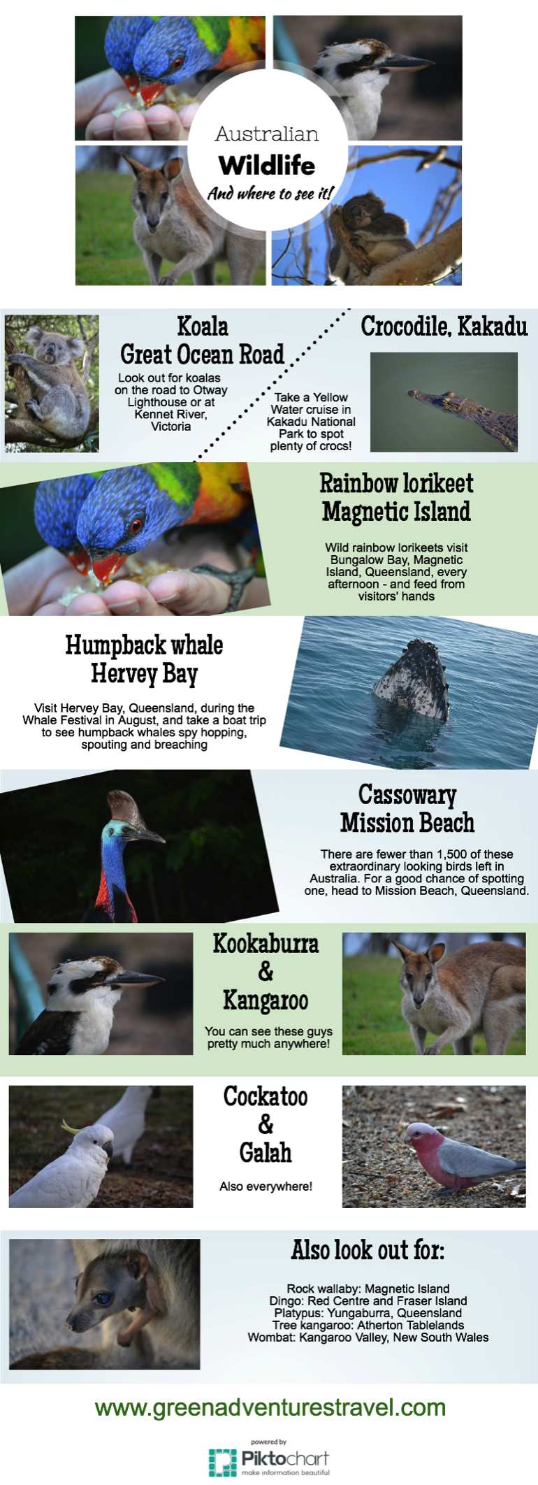 Australian wildlife infographic