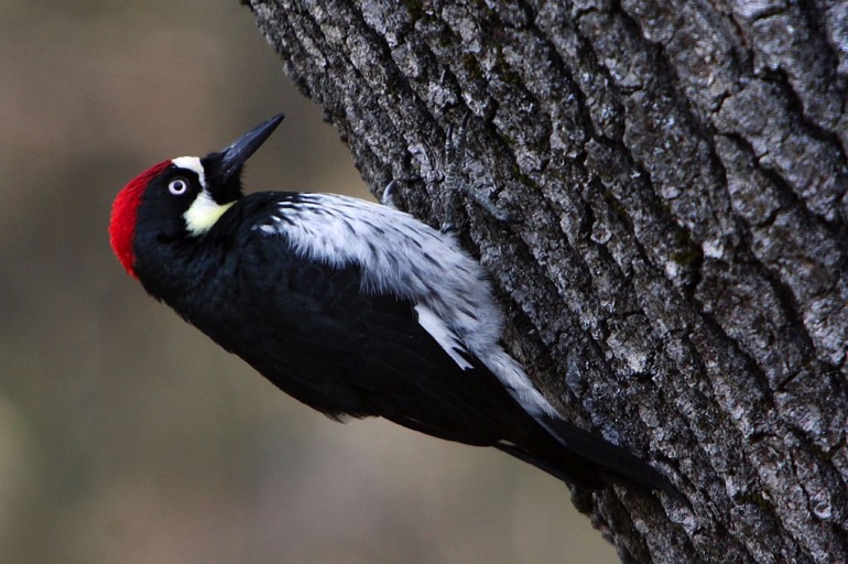 Acorn woodpecker
