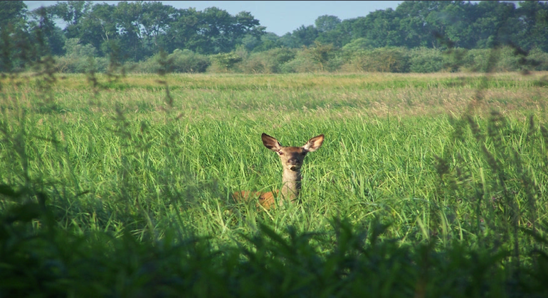 Deer, Hungary