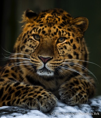 Amur leopard