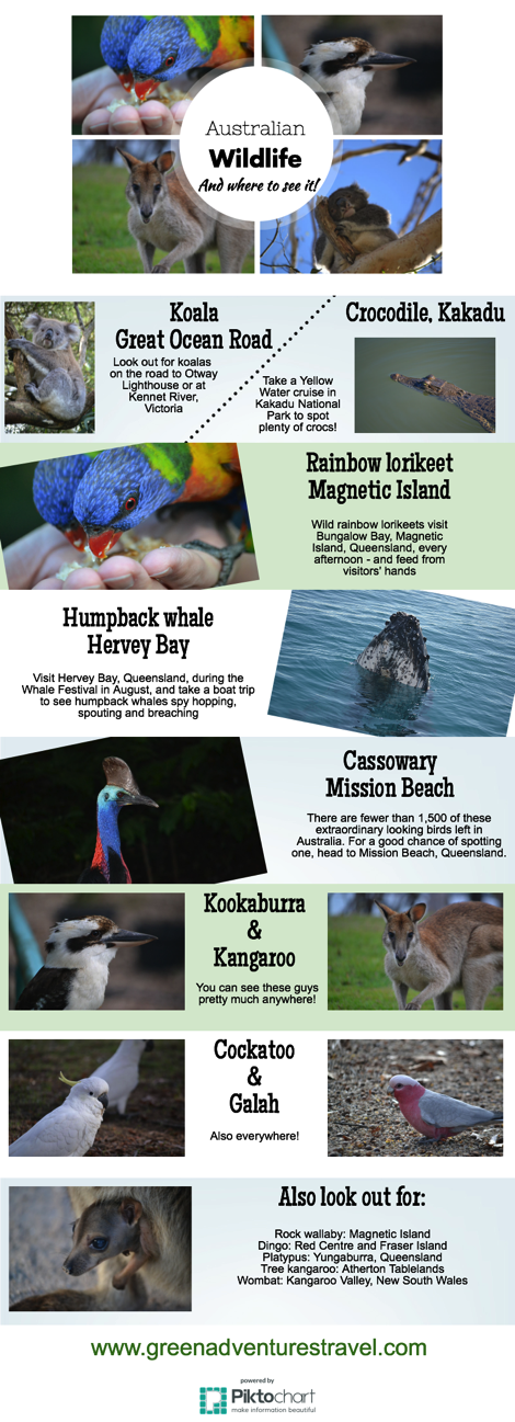 Australian wildlife infographic
