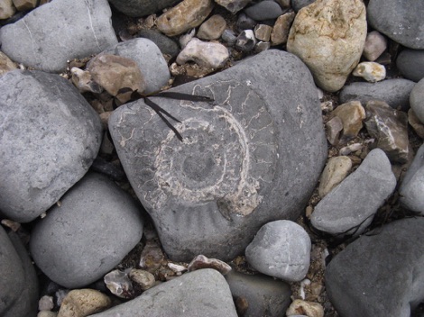 Fossils, Dorset