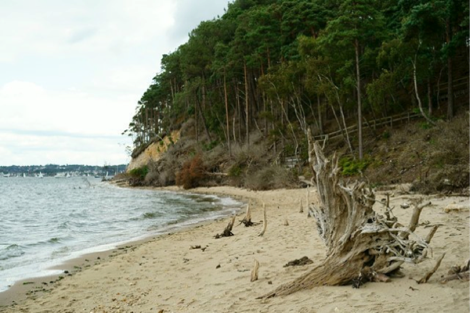 Brownsea Island