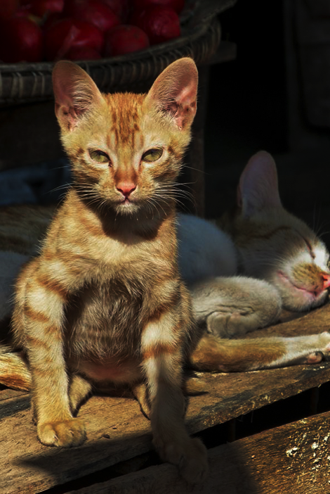 Rescue kittens