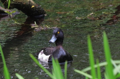Duck on Cromford Canal