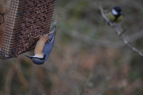 Nuthatch, Ken-Dee Marshes