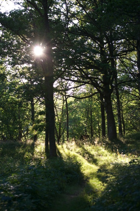 woods in sunshine