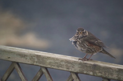 Redwing