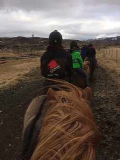 Riding Icelandic horses