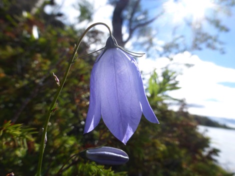 Fjallnas wild flowers