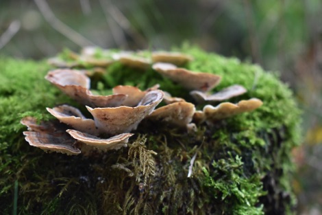 Bracket fungi