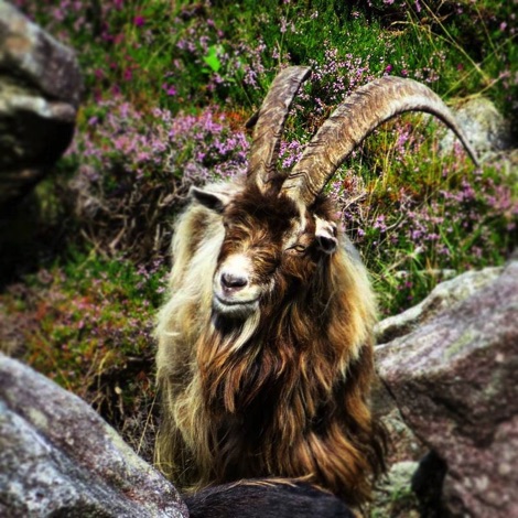 A grinning mountain goat on the trail in County Wicklow near Glendalough