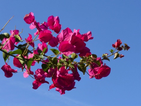 Bougainvillea