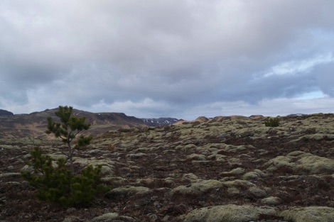 Lichen-covered landscape, Hveragerdi, Iceland