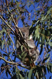 Koala at Kennett River 