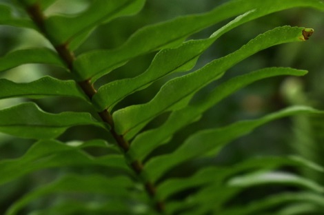 Kew Gardens fern