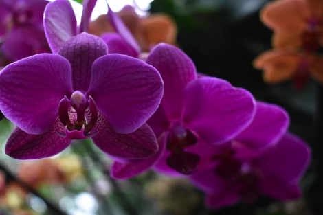 Kew Gardens purple orchids