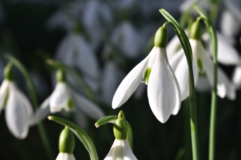 Kew Gardens snowdrops