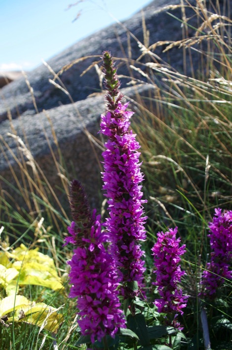 Flowers at Stångehuvud nature reserve