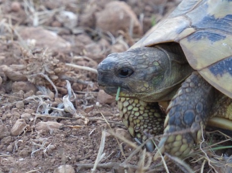 wild tortoise