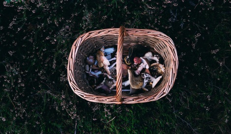 Mixed mushrooms in a basket