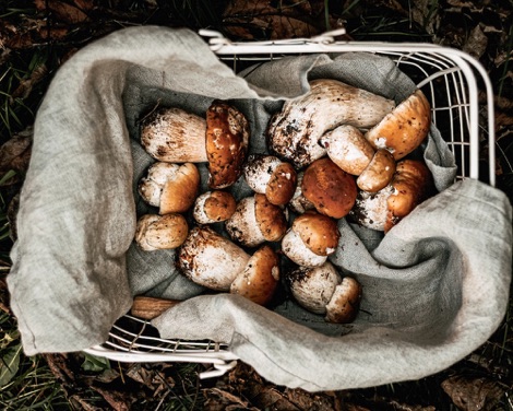 Foraged mushrooms