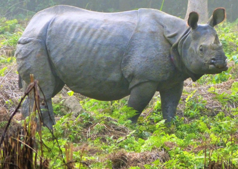 Rhino, Nepal