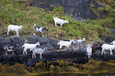 baby goats, Flam