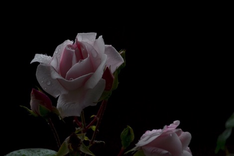 Rose in a Norddal garden
