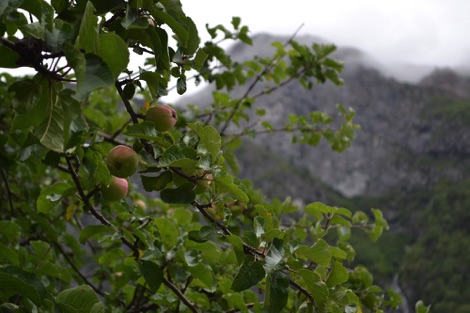 Apple tree in Norddal