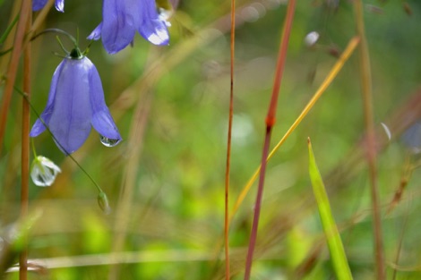 Harebell
