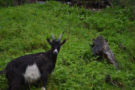 Goat, Norddal