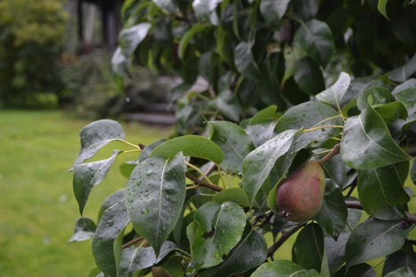 Pear tree, Norddal
