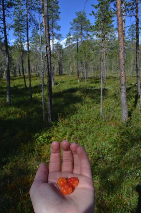 Cloudberries, Pyha-Luosto National Park