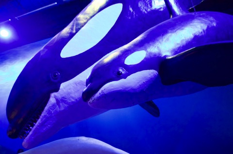 Whales of Iceland, Reykjavik