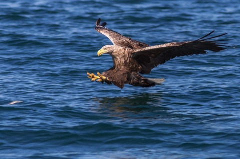 sea eagle