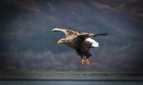 sea eagle