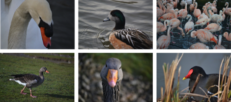 birds at Slimbridge