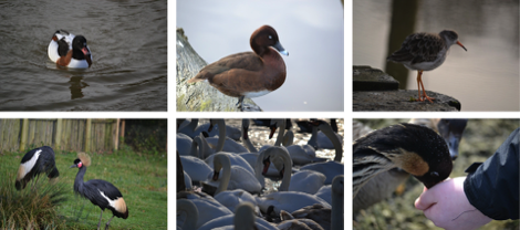 birds at Slimbridge