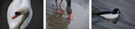birds at Slimbridge