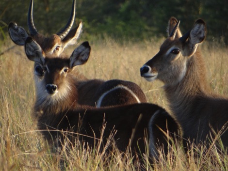 antelope, Tanzania