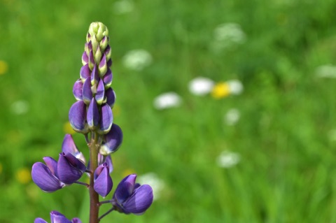 lupin
