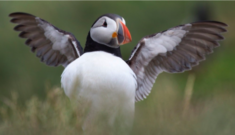 puffin