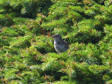 Bird in Botanical Gardens, Uppsala