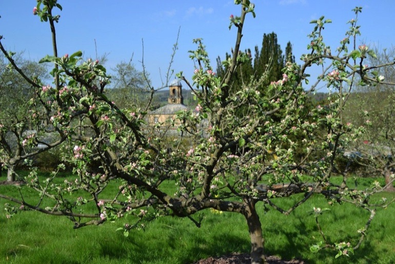 apple tree in blossom at Chatsworth