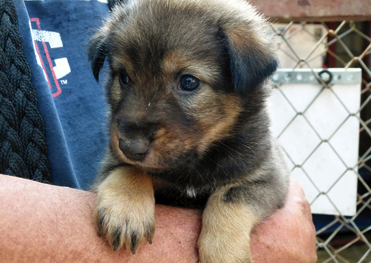 Rescue puppy