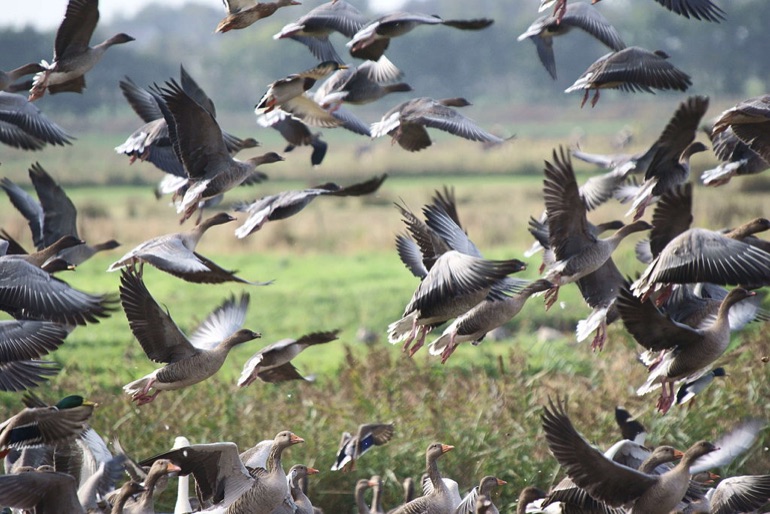 pink footed geese taking flight