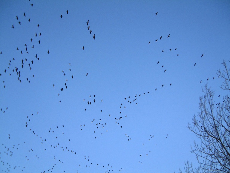 Geese flying in a blue sky