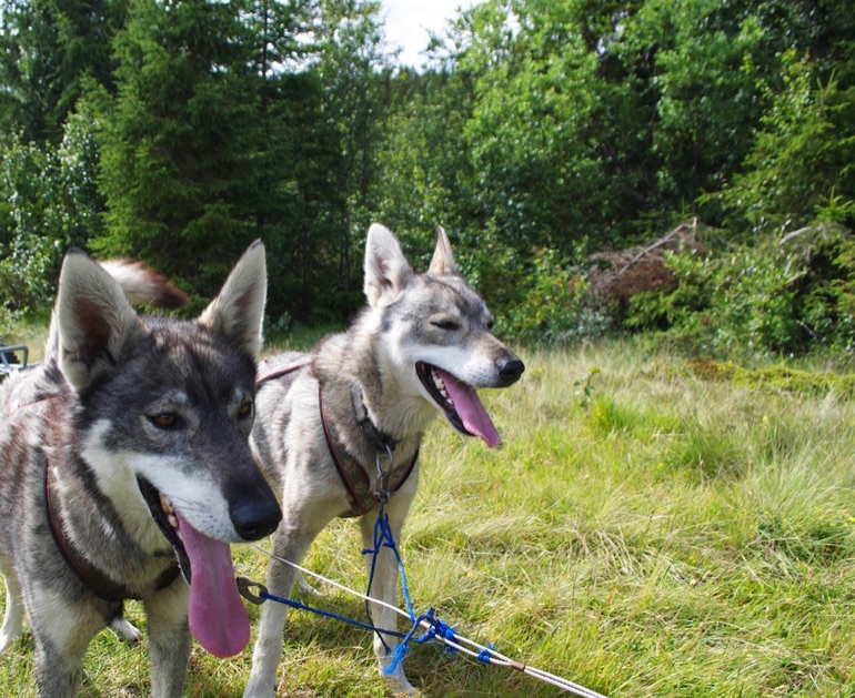 Huskies