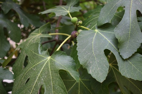 Fig tree
